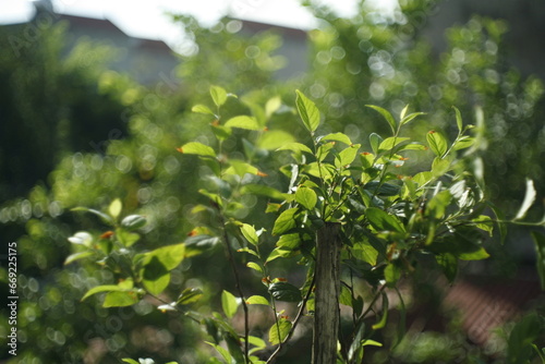 close up of a plant