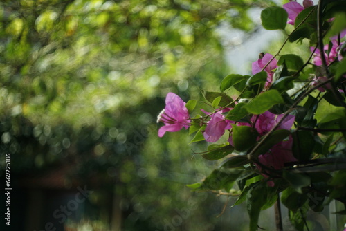 pink flowers in the garden