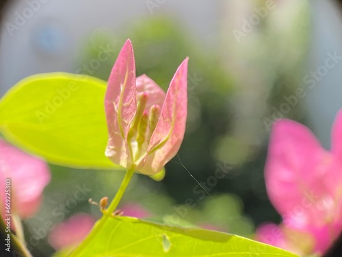 pink flower in the garden
