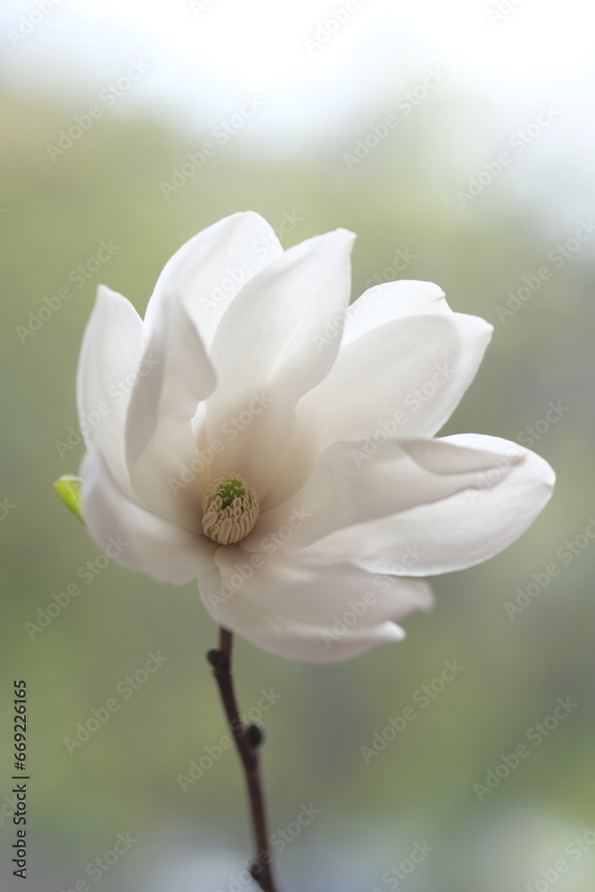 The white magnolia flower is open to the wind. The white magnolia flower is open to the wind.