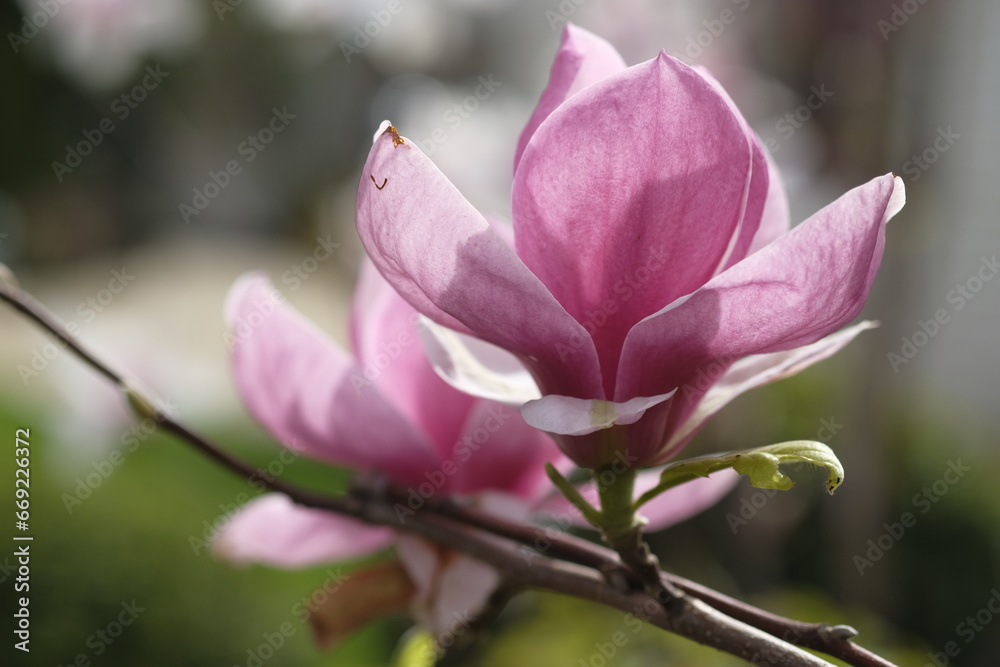 Two purple magnolia flowers grow on the same branch. Two purple magnolia flowers grow on the same branch.
