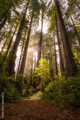 California's Redwood National Park