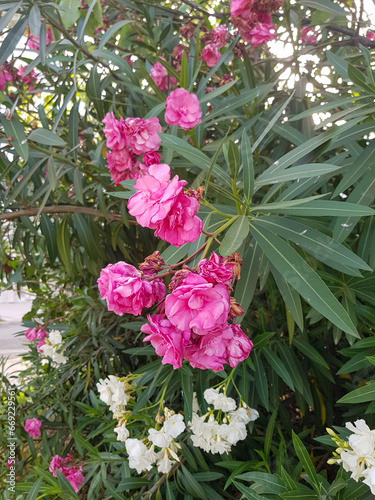 A pink oleander flower is blooming