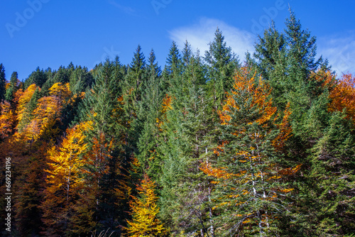 Herbstfarben im Fichtenwald