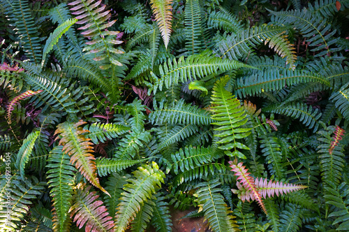 Leaves of Fern Blechnum Occidentale L. commonly known as Western Blechnum, Swamp Blechnum, or Creek Fern. This Plant is native to the Central and South America.              