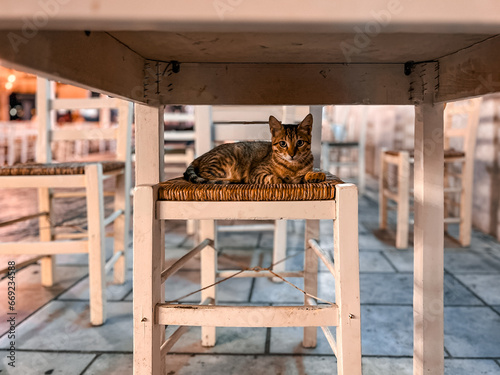 Fototapeta Naklejka Na Ścianę i Meble -  Lovely stray cat resting on a bar chair in Greece. 