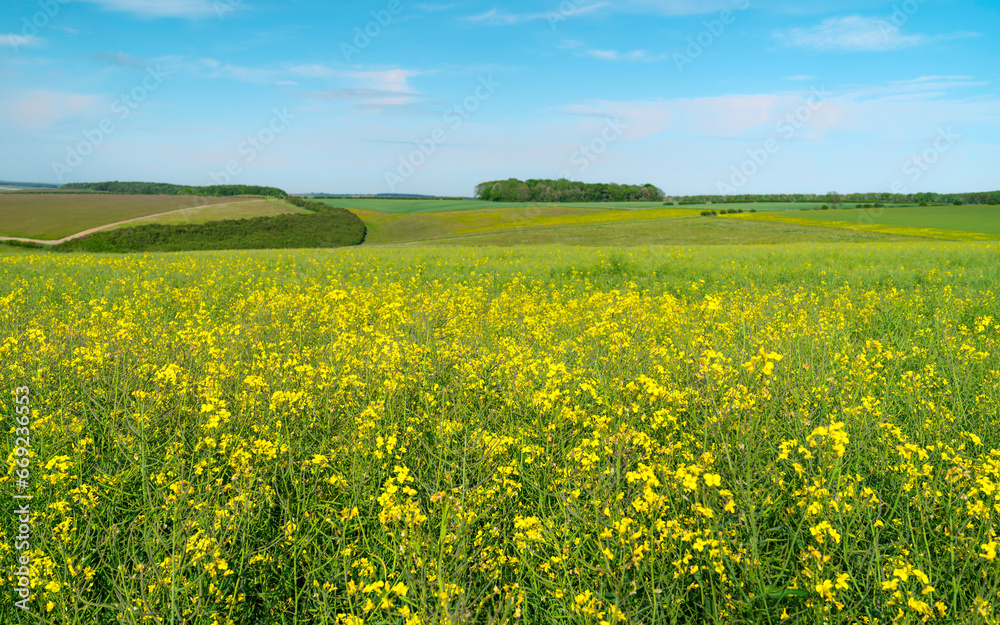 Field of oil seed rape in bloom under bluel sky. Sledmere, UK.