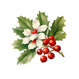 Christmas Holly Watercolor Clipart, Vintage Holly Flowers Illustration, Christmas Flower PNG, Xmas Decoration Clipart