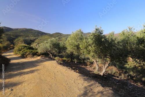 Olive trees on a farm in the hills of Crete, Greece, Europe.