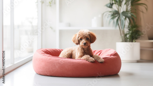 Brown poodle resting in a soft dog bed