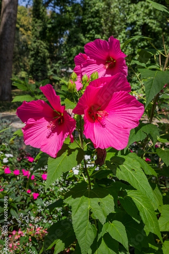 Fleurs d' Hibiscus Moscheutos photo