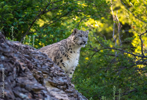 Fototapeta Naklejka Na Ścianę i Meble -  Snow Leopard