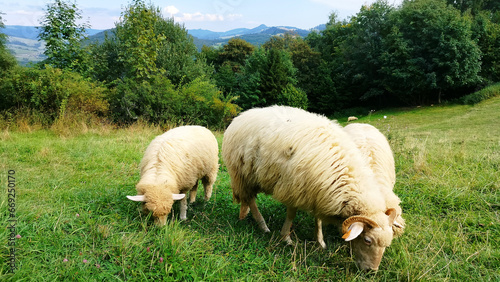 owce, barany, stado owiec, wypas, redyk,  © Aneta Krasoń