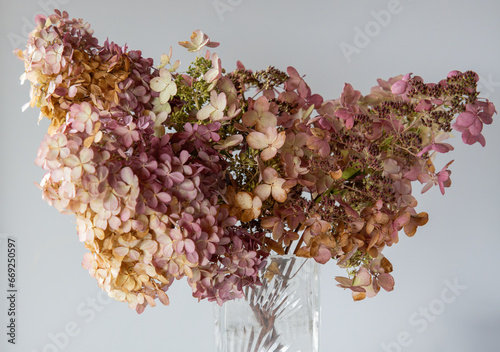 Dry Hydrangea, Pinky Winky, Quick Fire, Lime Lite in glass vase