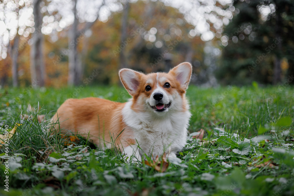 Portrait of a happy smiling welsh corgi pembroke Portrait of a happy smiling welsh corgi pembroke