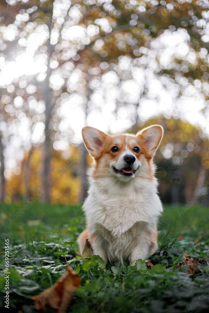 Portrait of a smiling welsh corgi pembroke Portrait of a smiling welsh corgi pembroke