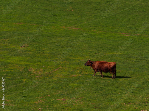 Cow, Pieniny, Poland © MB
