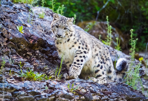 Snow Leopard © Chris