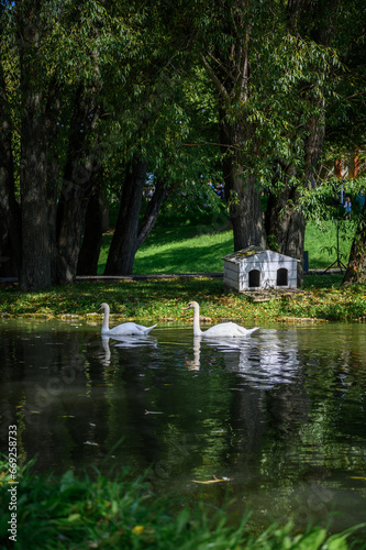 A couple of swans swim on the lake