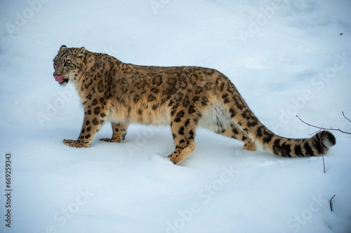 Snow Leopard