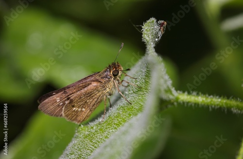 Macro photo of Skipper(Butterfly).this photo was taken from Bangladesh. photo