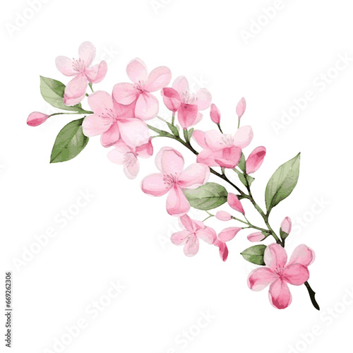 jasmine flower with leaves branch watercolor paint for spring greeting card decor on white