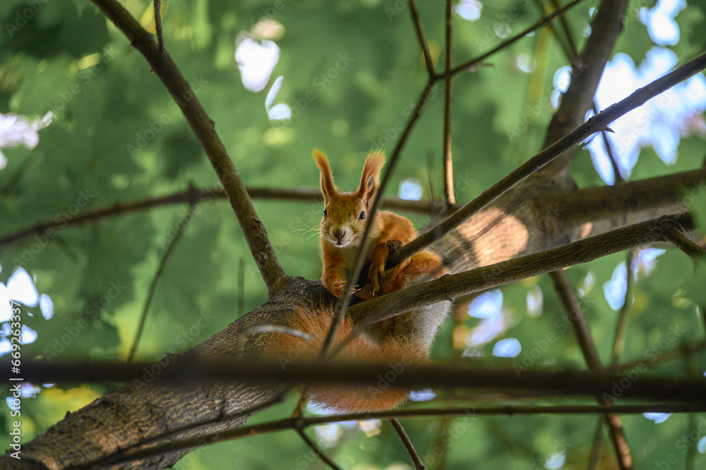 Obraz premium Curious squirrel on a tree
