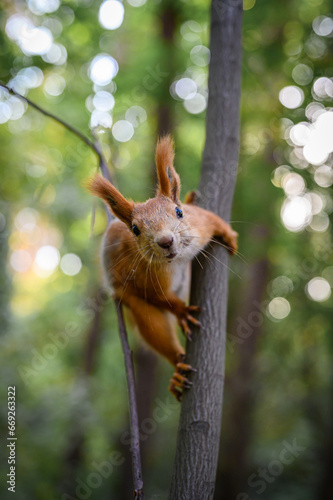 Curious squirrel on a tree