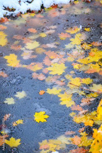 Autumn leaves under the ice