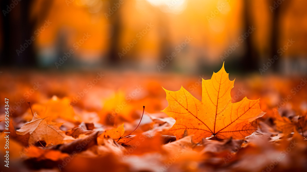 autumn forest. red maple leaves in the sunlight.