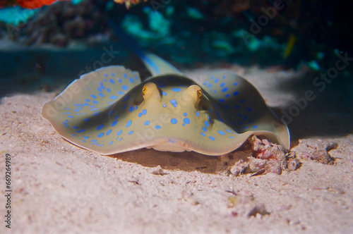 Bluespotted ribbontail ray (Taeniura lymma) of the sandy bottom, Red Sea, Egypt.