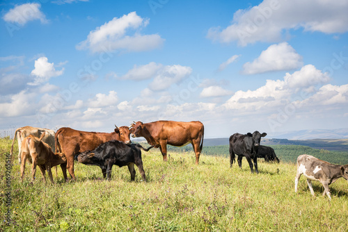 Brown and black calves are being fed by its mother on the meadow, other cows grazing nearby. Beautiful view with blue sky, white clouds and green valley. © Elena