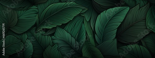 Pattern leaf background green plant tree abstract palm floral wallpaper flower foliage art jungle. Background luxury leaf pattern texture design line summer gold nature monstera fabric golden leaves. #669265791