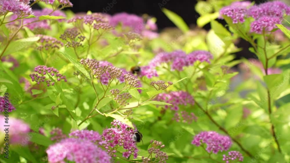 Bumblebees on flowers, nice background, slow-motion Bumblebees on flowers, nice background, slow-motion