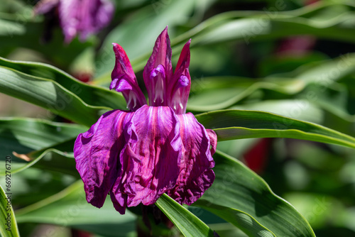 Fototapeta Naklejka Na Ścianę i Meble -  Close up of Roscoea purpurea flowers in bloom