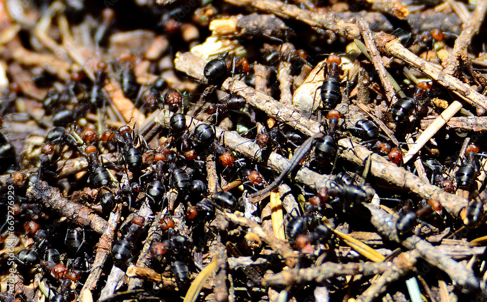 Western Thatch Ant close up