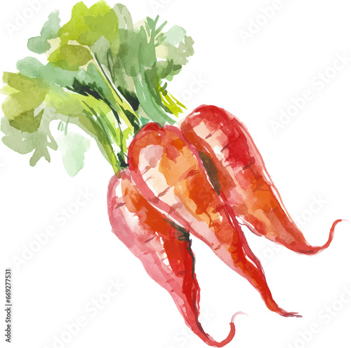 Vector Watercolor painted carrot. Hand drawn fresh food design element isolated on white background.