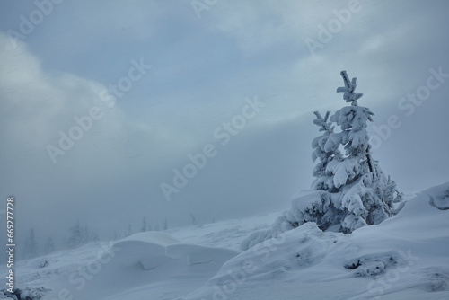 Beautiful winter snowy forest, winter holiday, winter bad weather blizzard