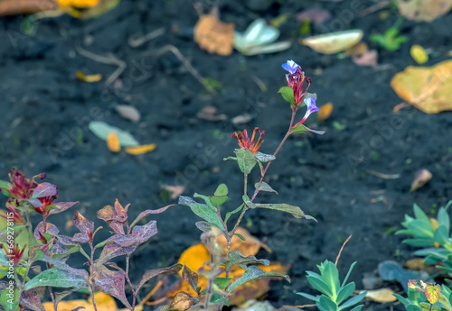 Ceratostigma plumbaginoides a summer autumn flower plant commonly known as blue flowered leadwor photo