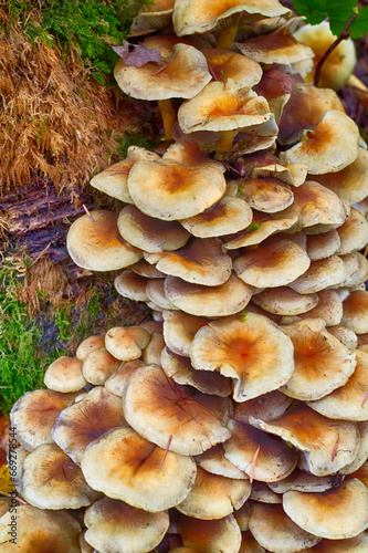 Fresh mushrooms found in forest