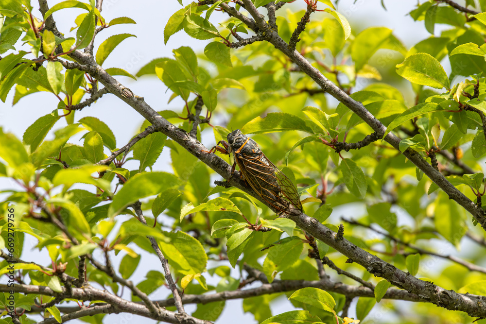 A singing cicada. A real cicada. Cicadidae.