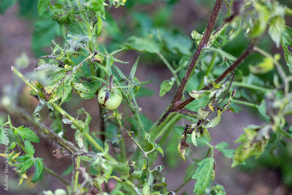 A tomato bush affected by late blight disease with spoiled fruit. Prevention of diseases of vegetable plants