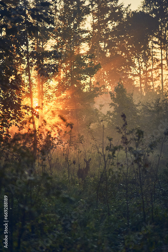 Deer standing in forest on misty sunrise. High quality photo