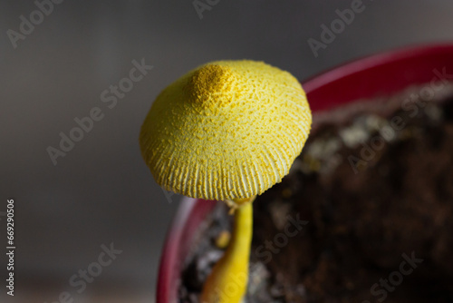 Close-up of a mature Leucocoprinus birnbaumii (Flower Pot Parasol) mushroom with na open cap. photo