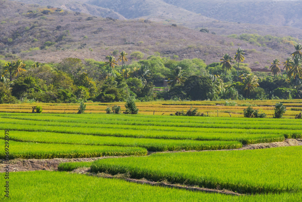 Rice fields in Peru