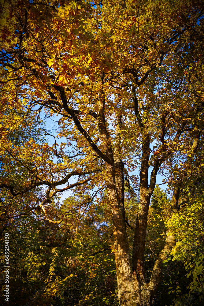 Low angle view of trees in forest during autumn