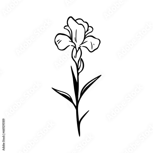 Iris flower illustration. Easy drawing line art. Simple vector isolated on a white background. 