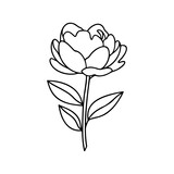 Peony flower illustration. Easy drawing line art. Simple vector isolated on a white background. 