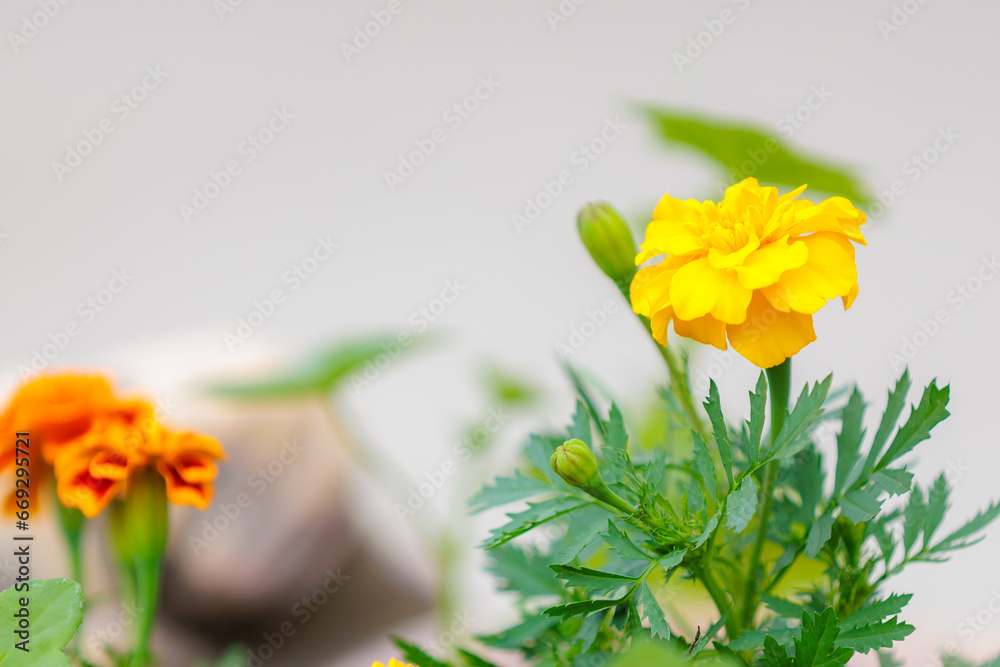 Flowers in a flower bed Marigolds. Greening the urban environment. Background with selective focus