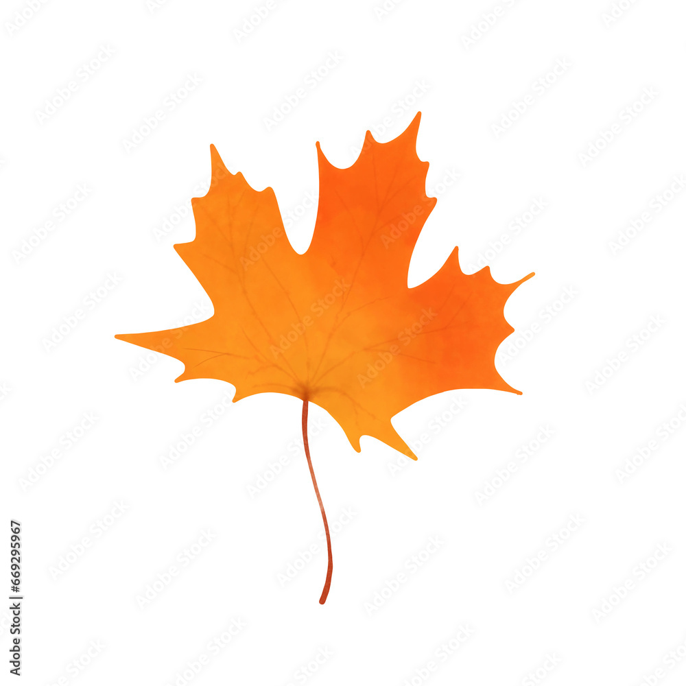 Fototapeta premium Maple